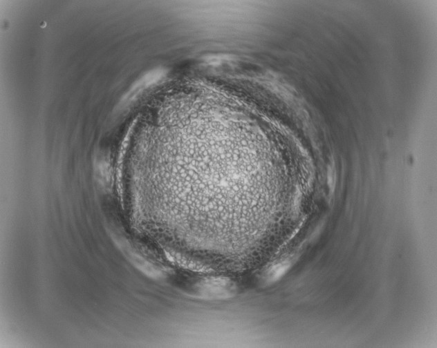 X0000085840609200704132105