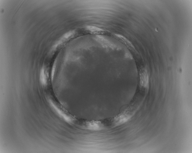 X0000085840618200704132105