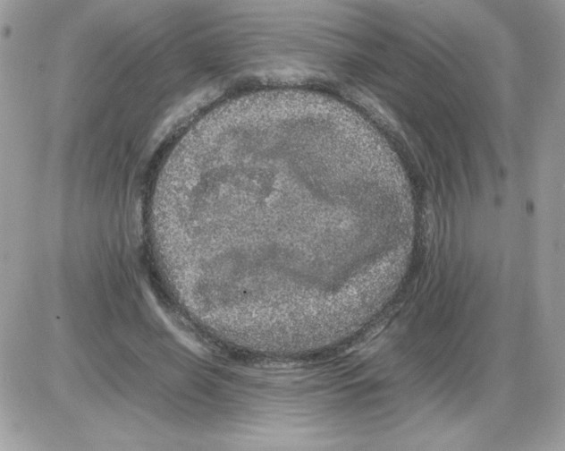 X0000085840638200704132104