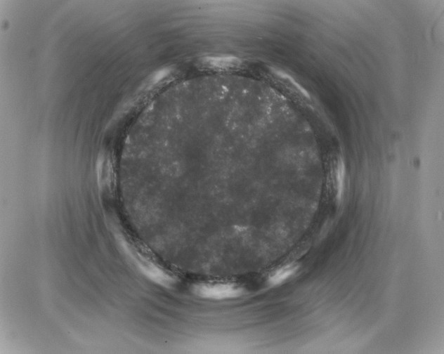 X0000085840651200704132104