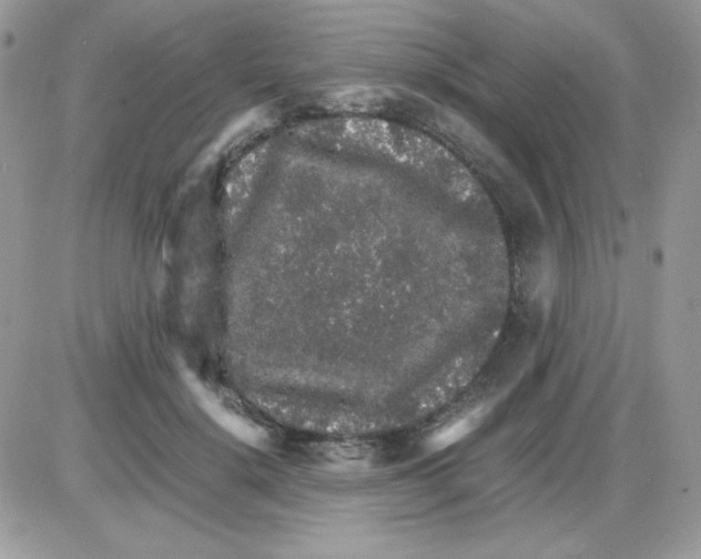 X0000085840652200704132104