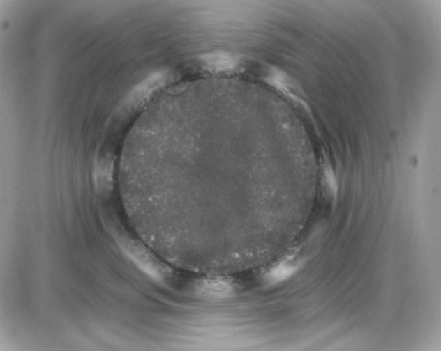 X0000085840668200704132105