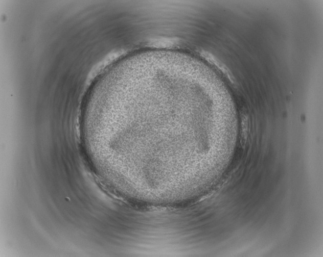 X0000085840682200704132104