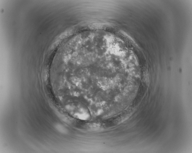 X0000085840687200704132104