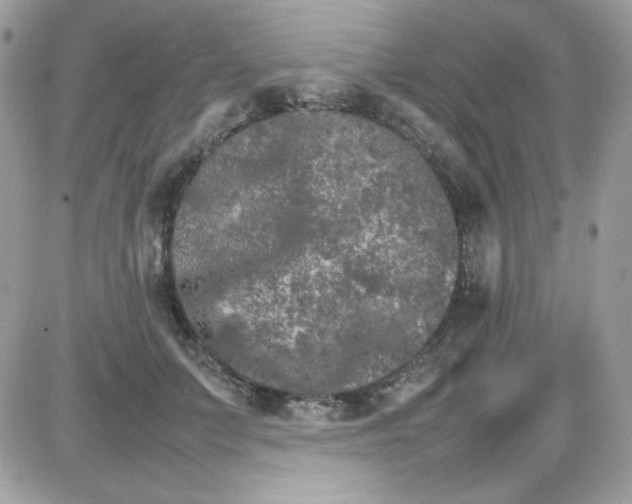 X0000085840703200704132104