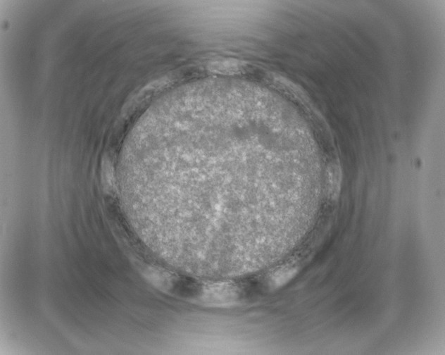 X0000085840705200704132104