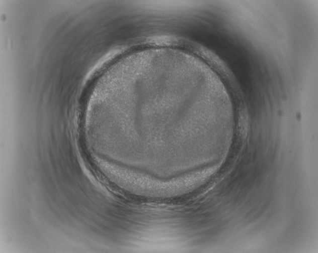 X0000085840730200704132103