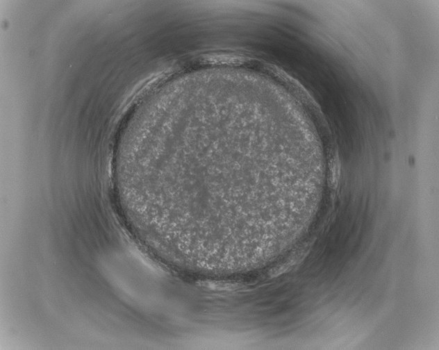 X0000085840733200704132103