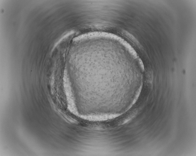 X0000085840738200704132103