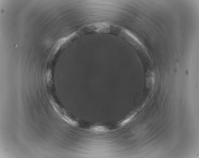 X0000085840748200704132103