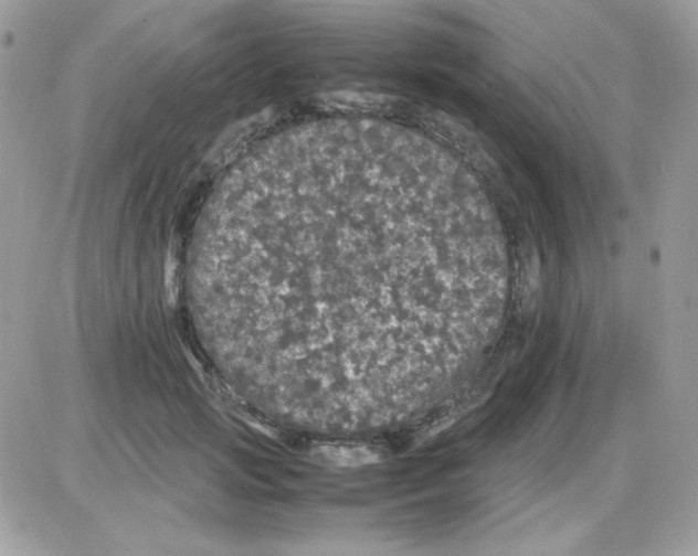 X0000085840749200704132103