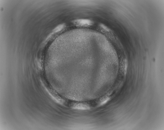 X0000085840755200704132103