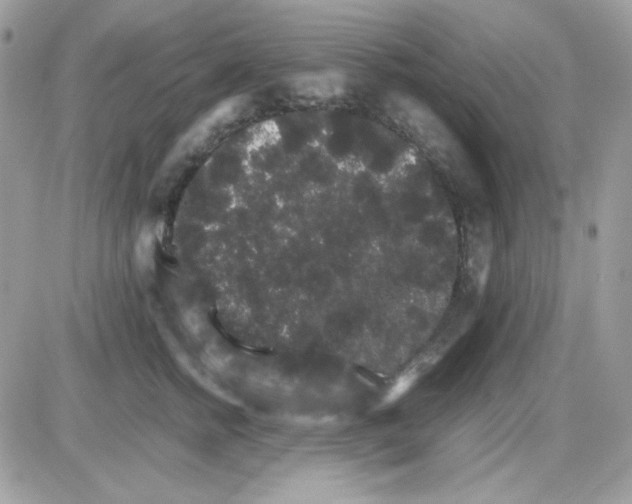 X0000085840758200704132103