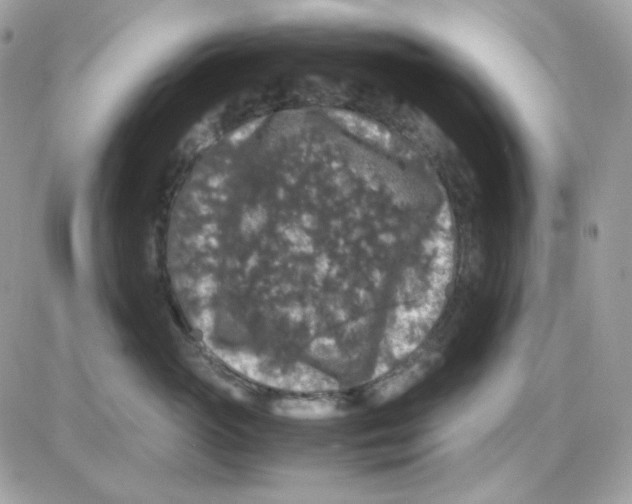 X0000085840765200704132103