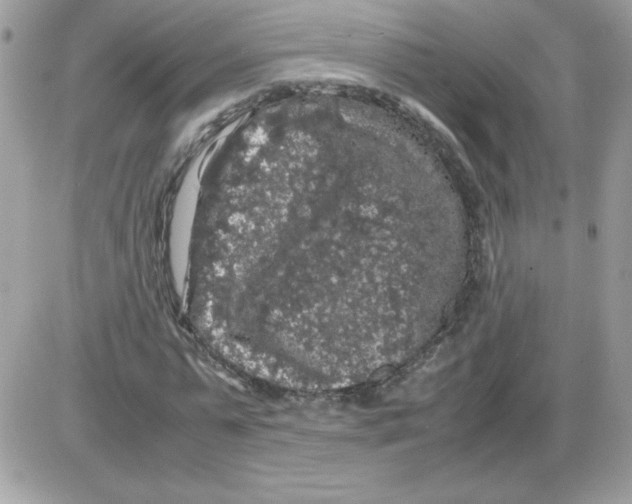 X0000085840775200704132102