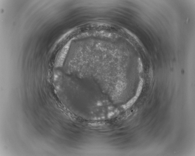 X0000085840823200704132101