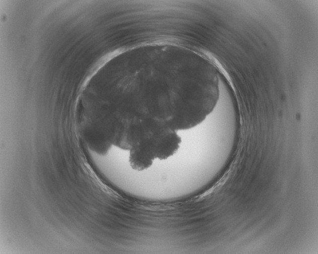 X0000085840835200704132101