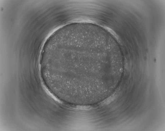 X0000085840840200704132101