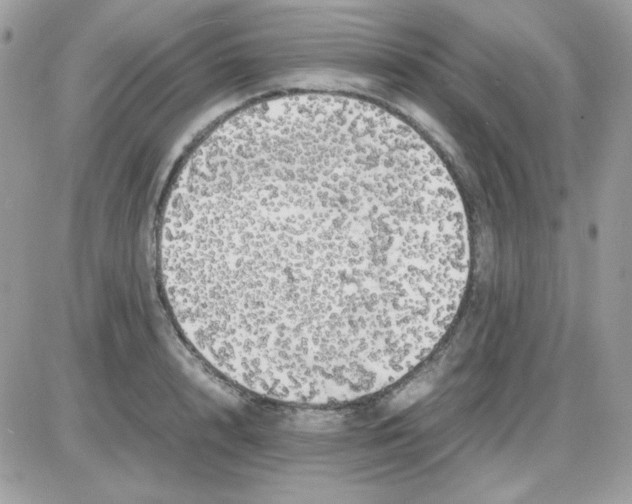 X0000085840848200704132101