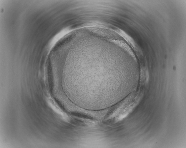 X0000085840854200704132101