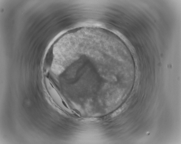 X0000085840864200704132102