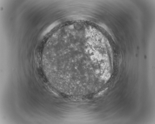 X0000085840871200704132101