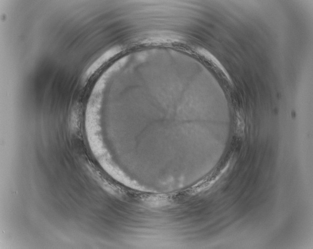 X0000085840874200704132101