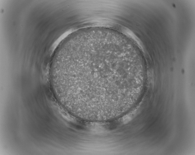 X0000085840875200704132101