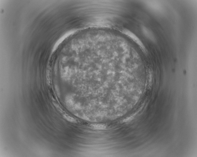 X0000085840878200704132100