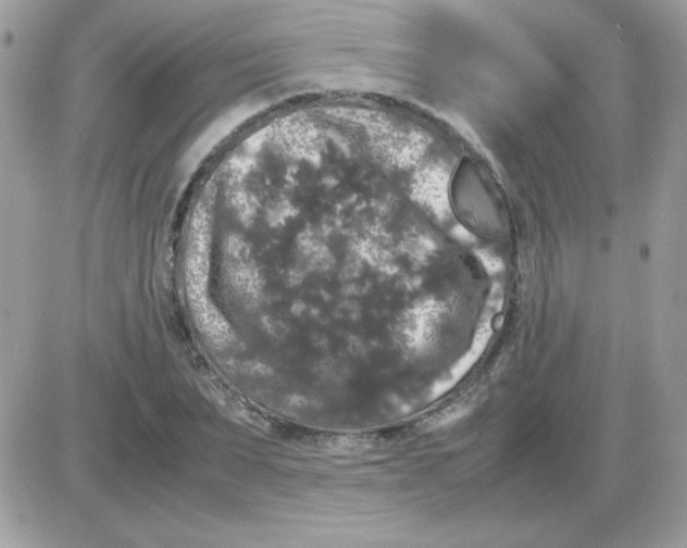 X0000085840879200704132100