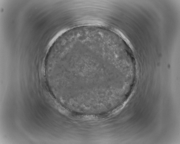 X0000085840883200704132100