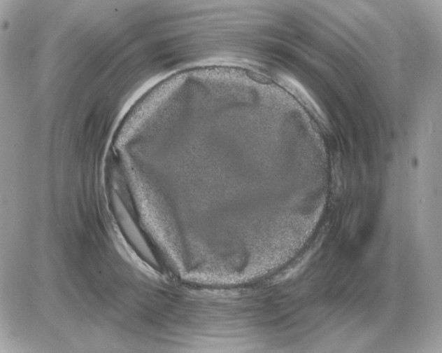 X0000085840900200704132100