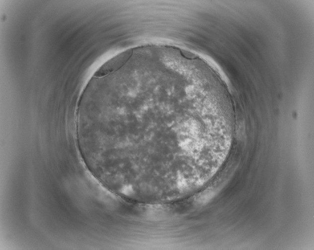 X0000085840903200704132100