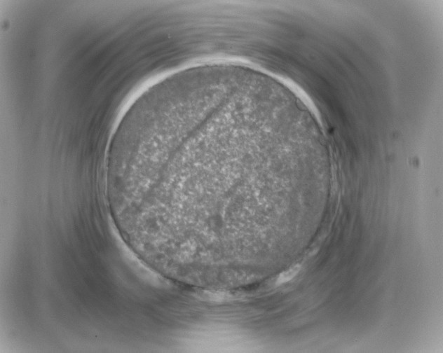 X0000085840911200704132100