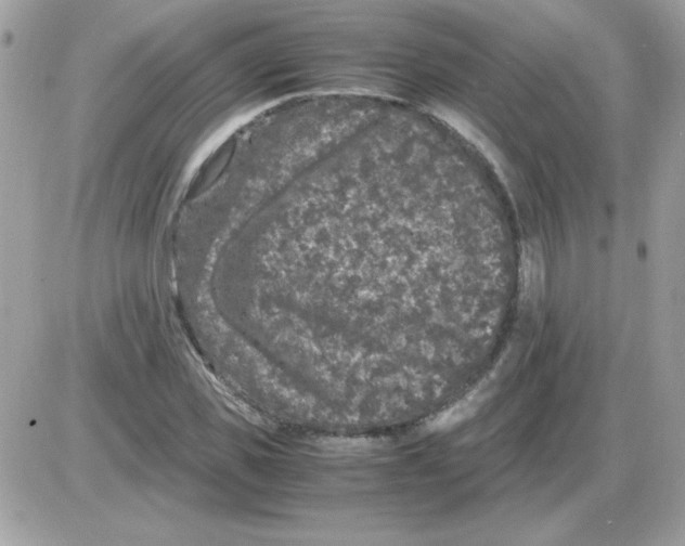 X0000085840925200704132059