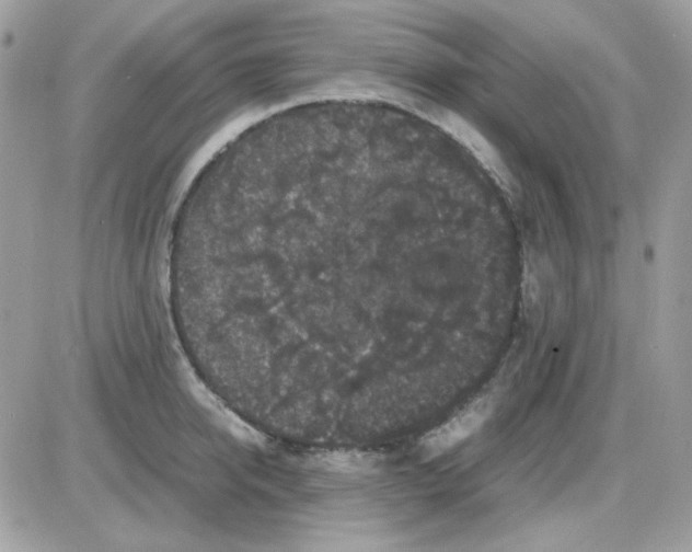 X0000085840950200704132100