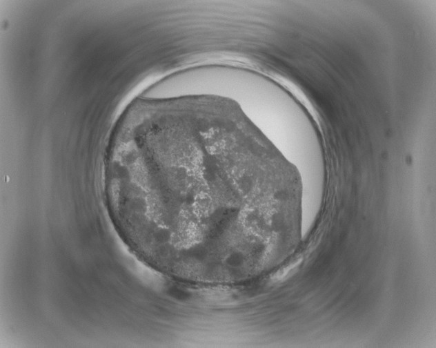 X0000085840999200704132058