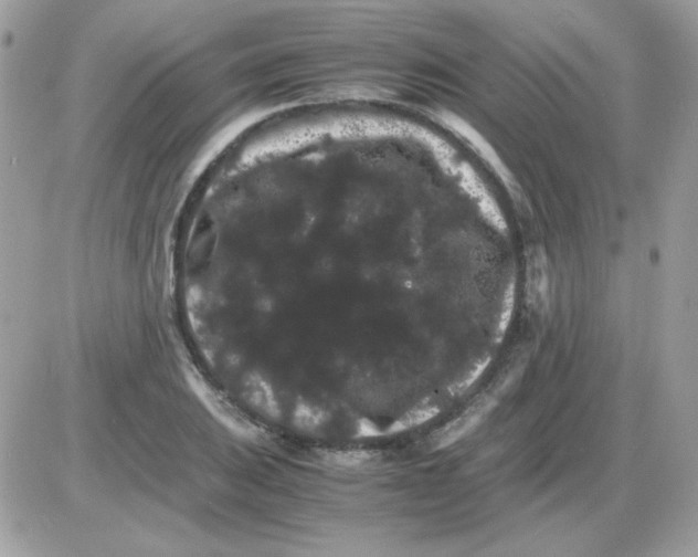 X0000085841031200704132058