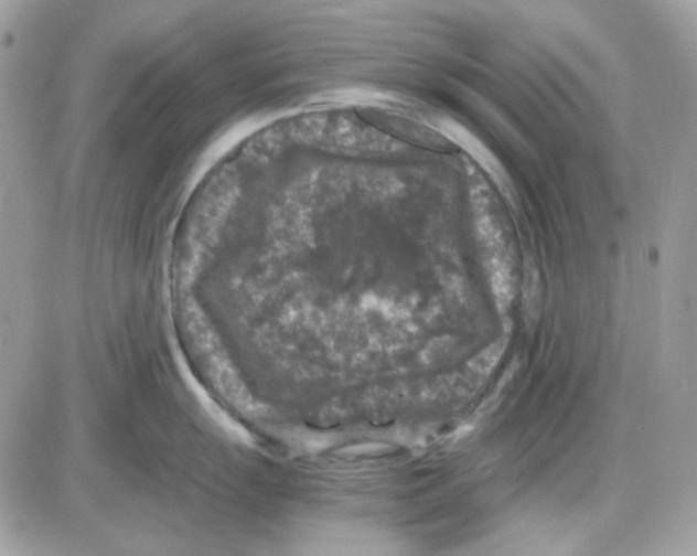 X0000085841055200704132058