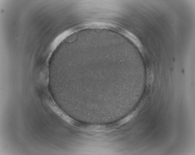 X0000085841075200704132057