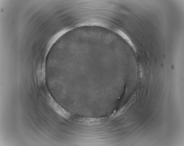 X0000085841076200704132057