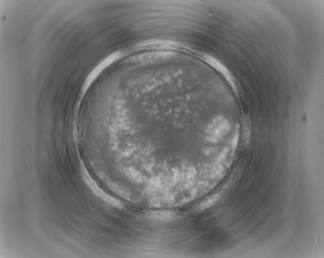 X0000085841090200704132057