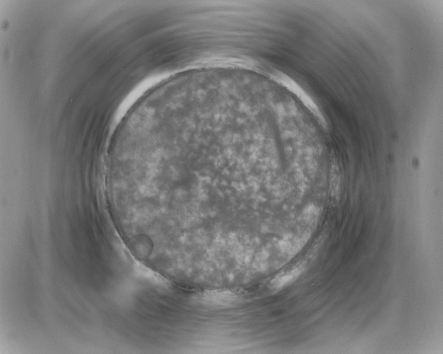 X0000085841094200704132057