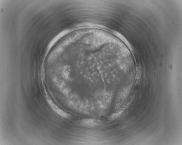 X0000085841098200704132057