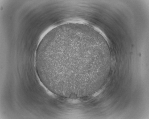 X0000085841103200704132057