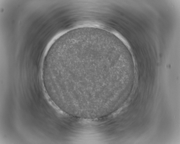 X0000085841104200704132057