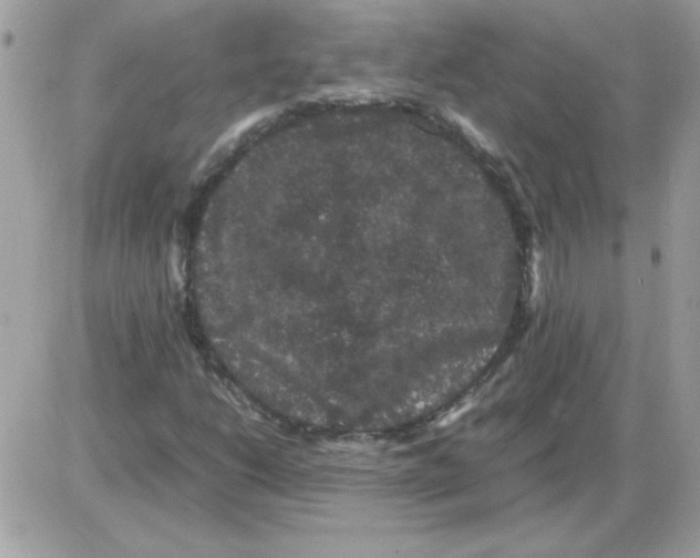 X0000085841206200704132054