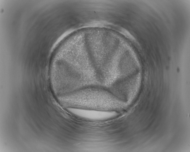 X0000085841216200704132054