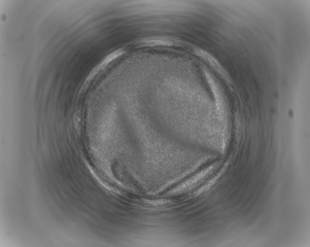 X0000085841225200704132055