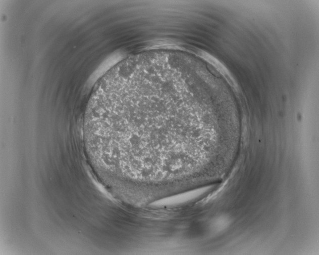 X0000085841241200704132055